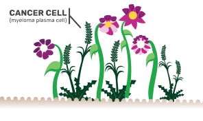 Impact of cancer cell (myeloma plasma cell) on a garden (representing bone marrow)